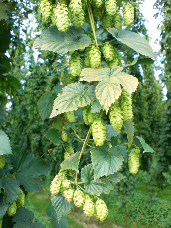 Hopfendolden